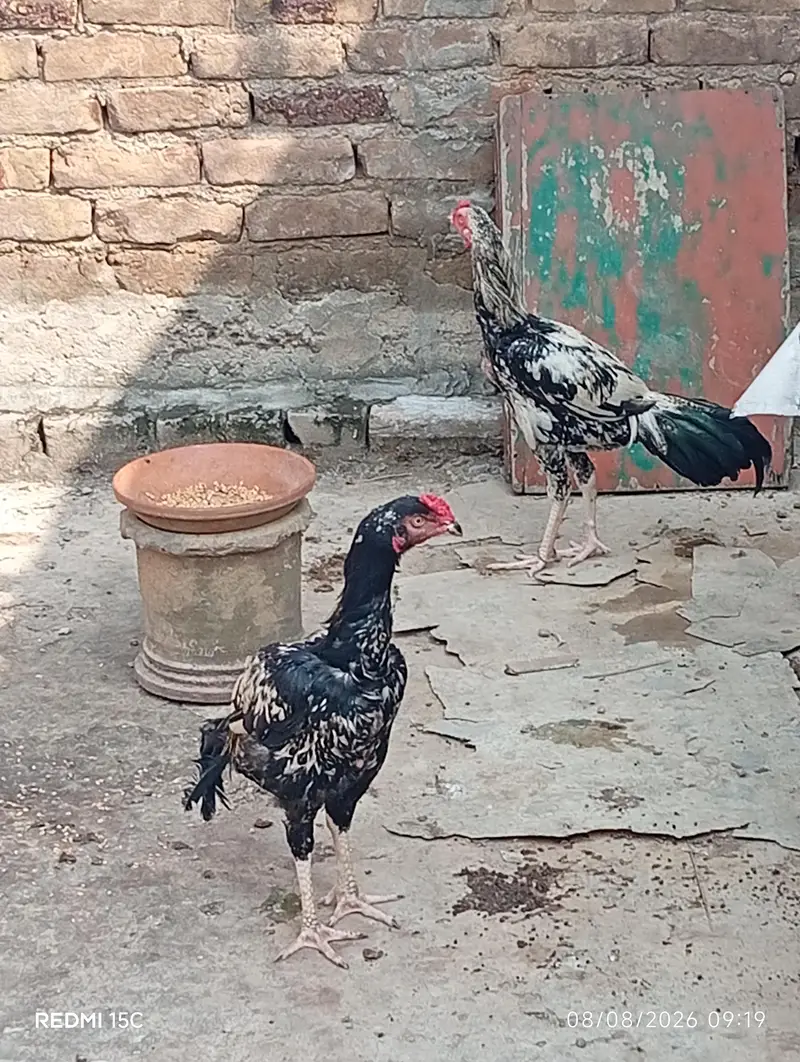 Aseel murgy and cage 03137733646 — photo 7