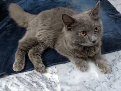 Gray domestic longhair, trained and well maintained.