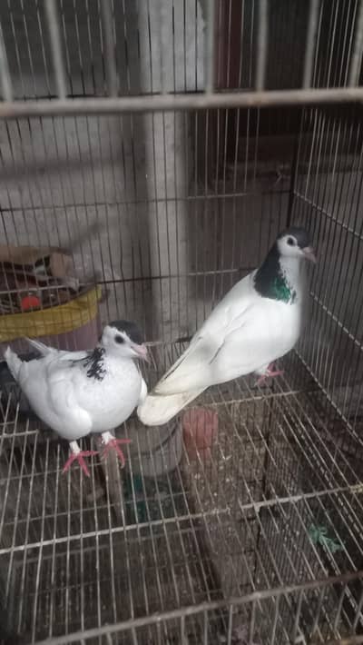 Fancy Pigeons