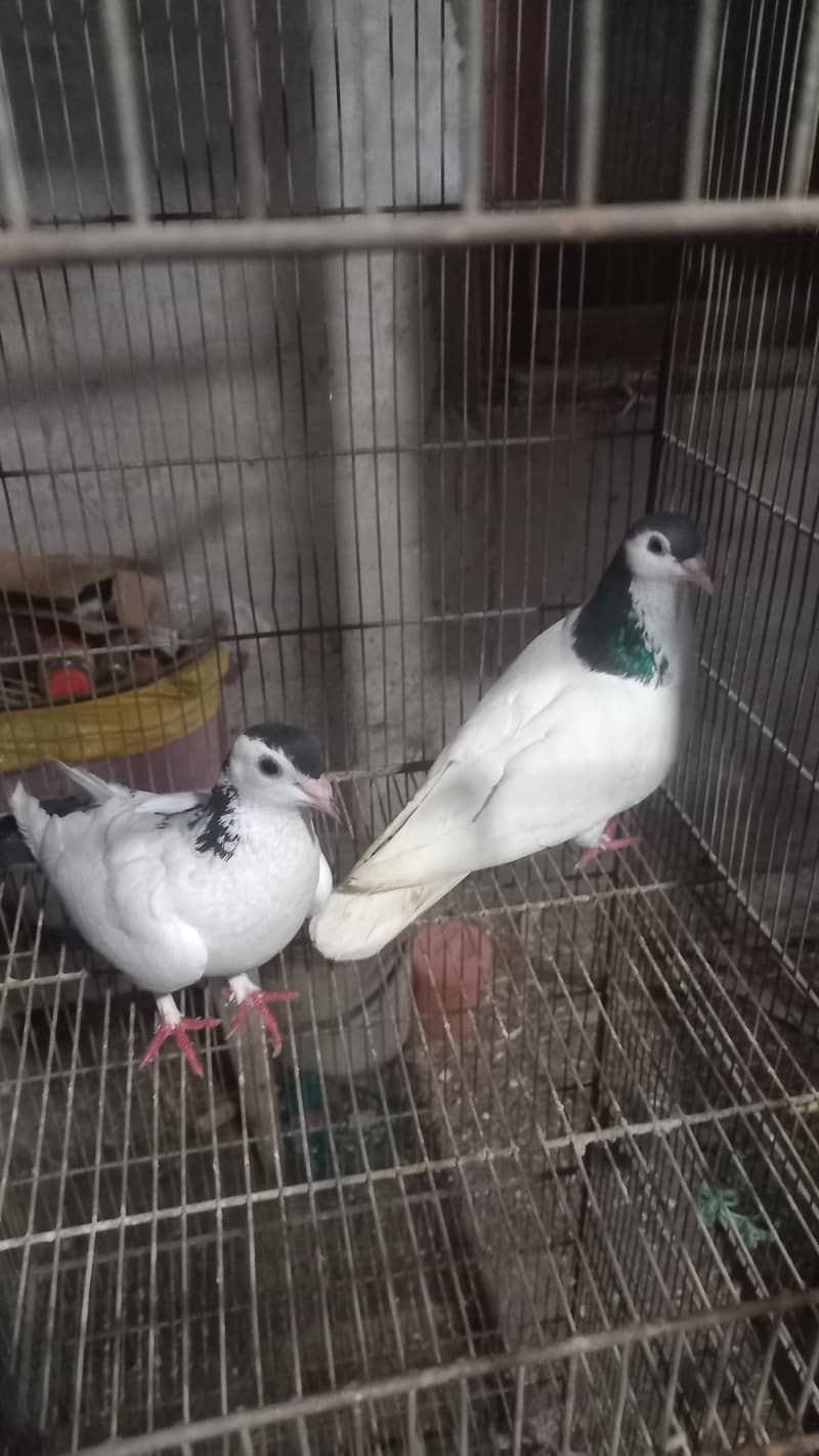 Fancy Pigeons 0