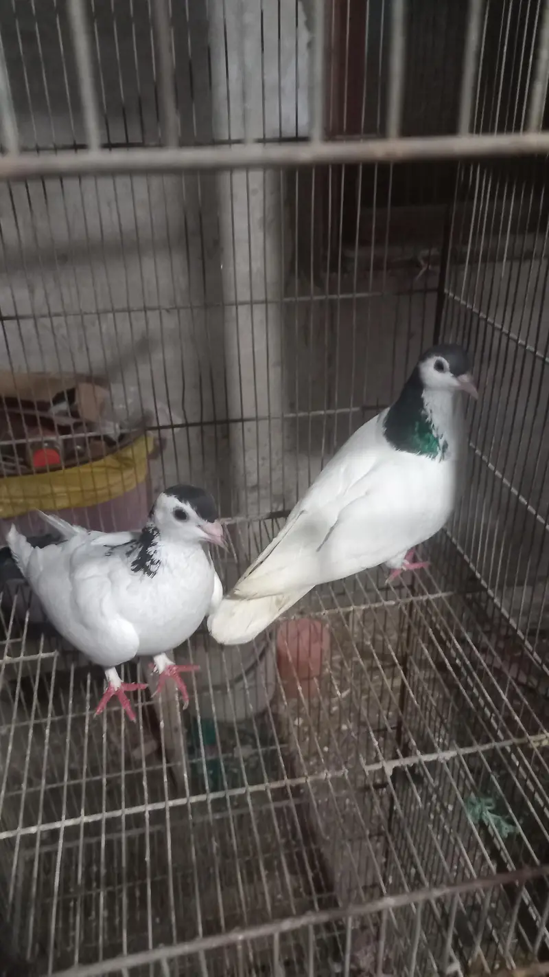 Fancy Pigeons