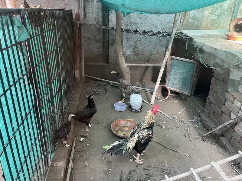 Aseel murghy — photo 2
