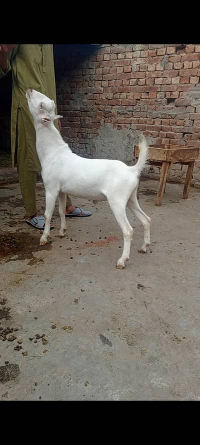 tadda for sale