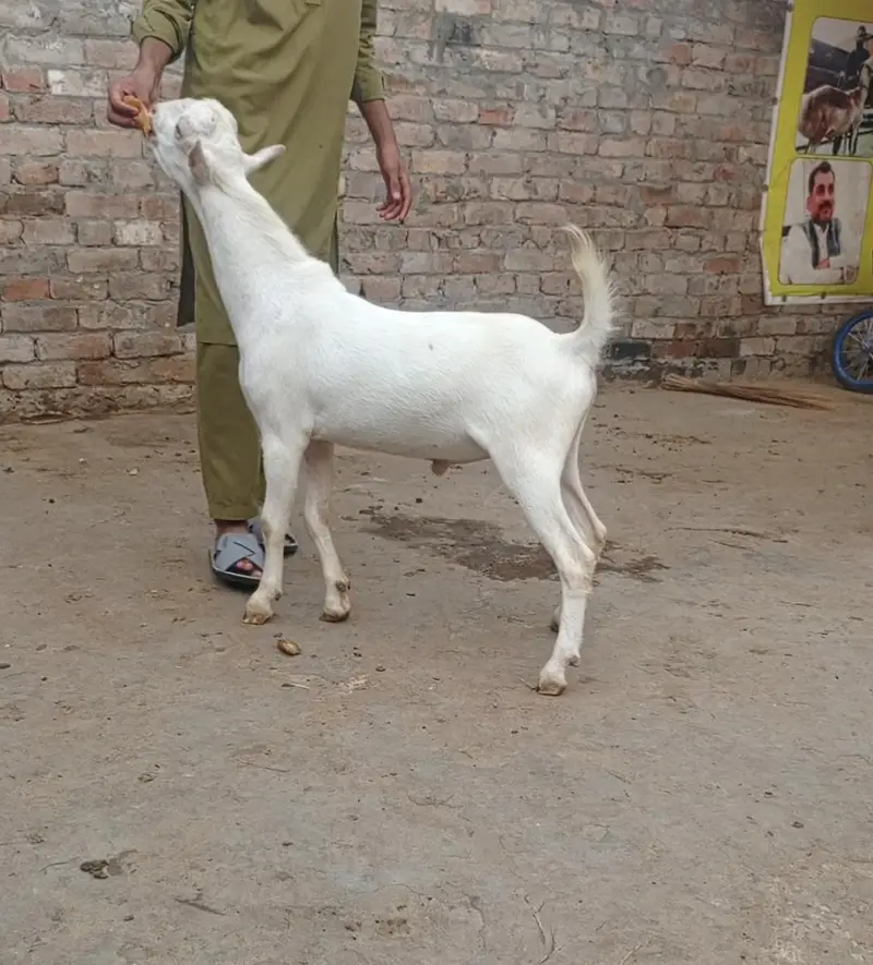 tadda for sale — photo 2