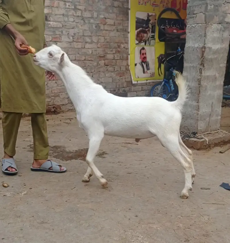 tadda for sale — photo 3
