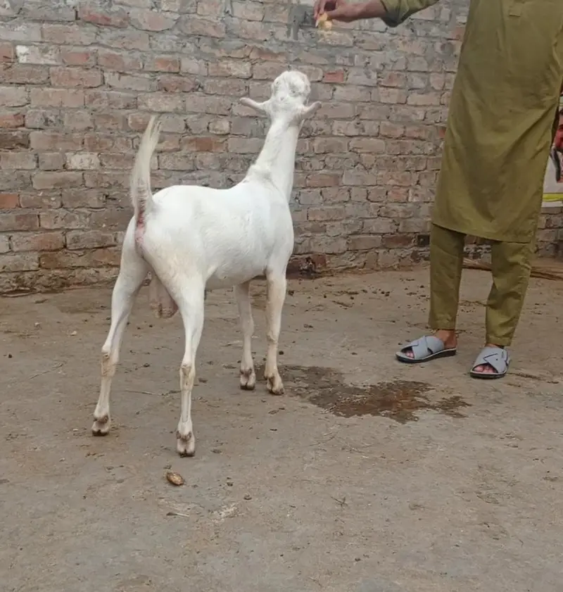 tadda for sale — photo 4