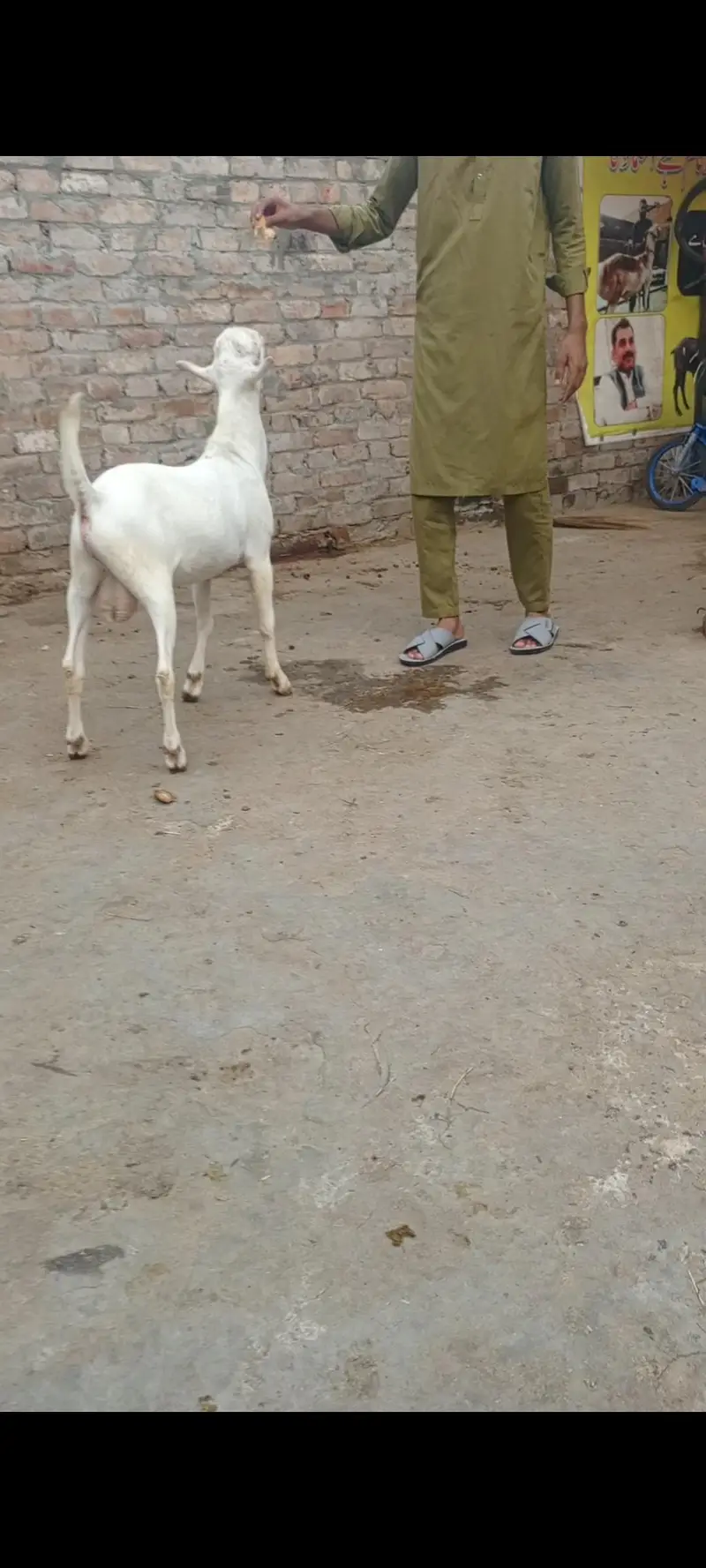 tadda for sale — photo 6