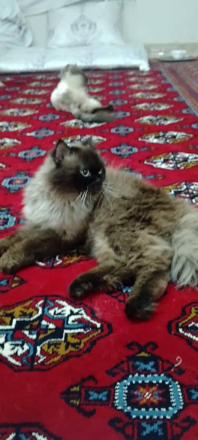 Himalayan cat and kitten