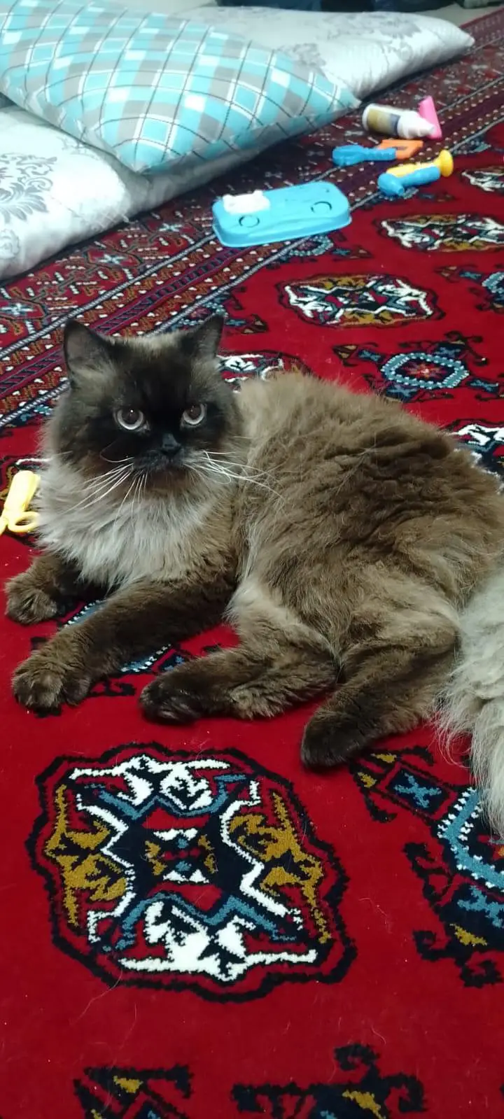 Himalayan cat and kitten — photo 2