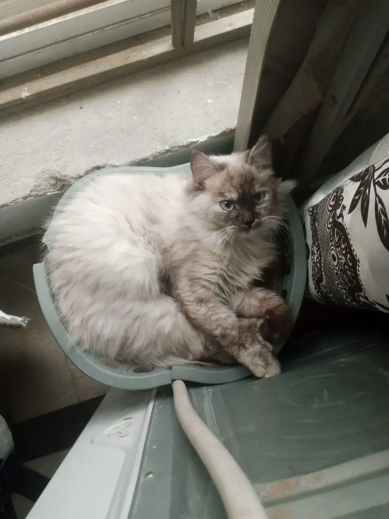 Himalayan cat and kitten — photo 3