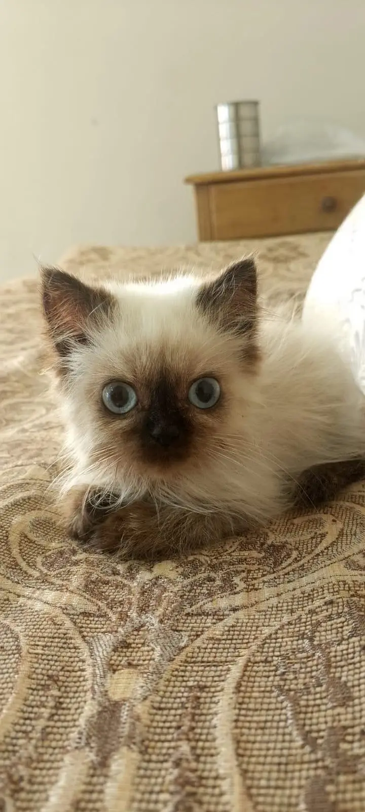 Himalayan cat and kitten — photo 4