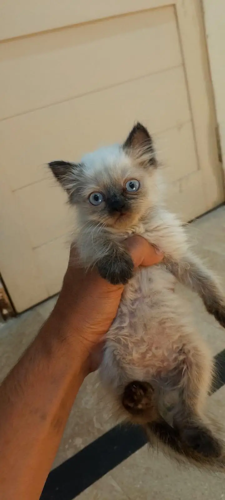 Himalayan cat and kitten — photo 5