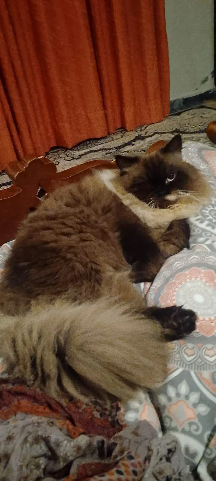 Himalayan cat and kitten — photo 6