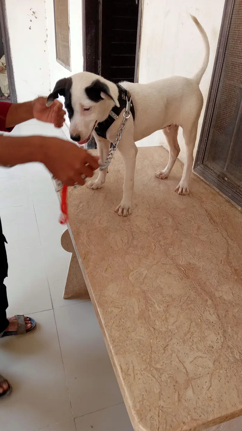 Pakistani bully — photo 2