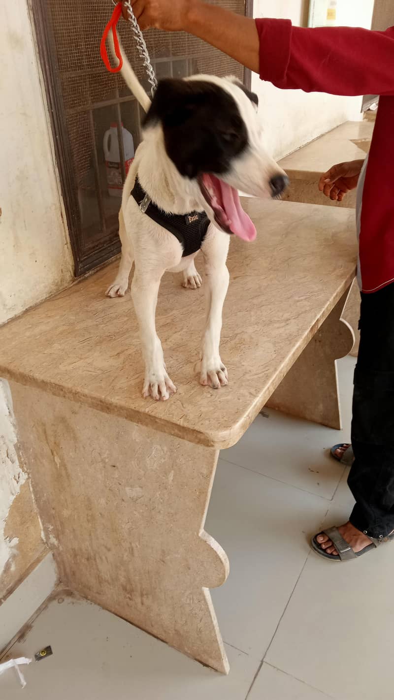 Pakistani bully 2