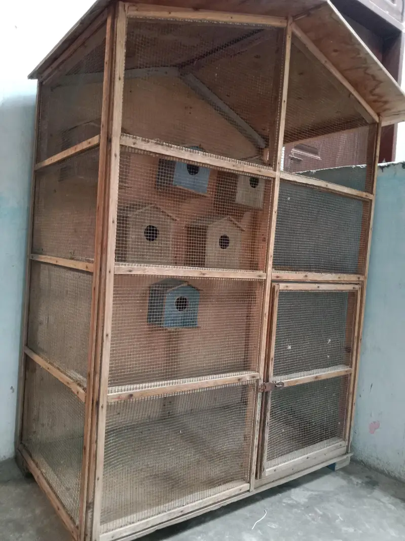 cage parrot — photo 2
