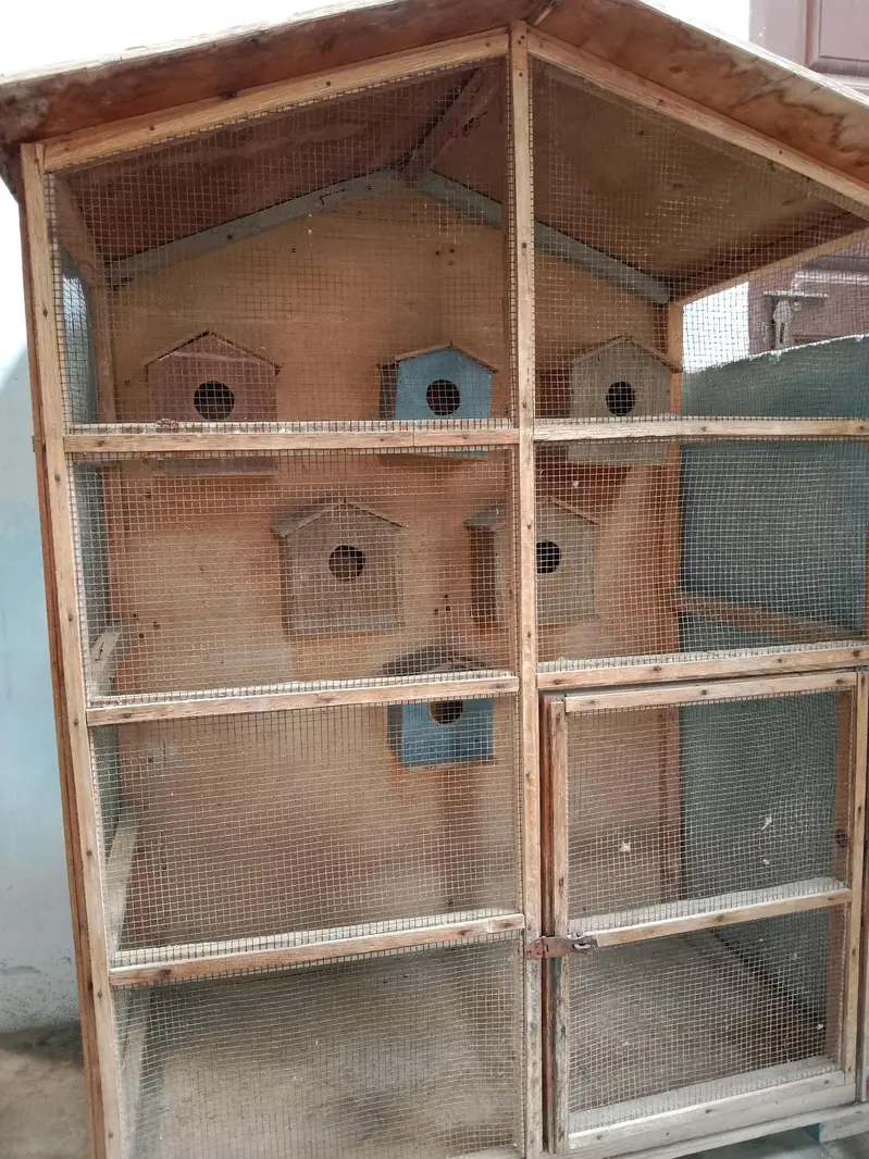 cage parrot — photo 3