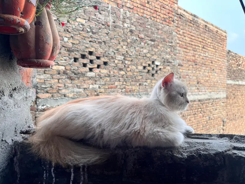 Persian Female Cat Triple Coated — photo 2