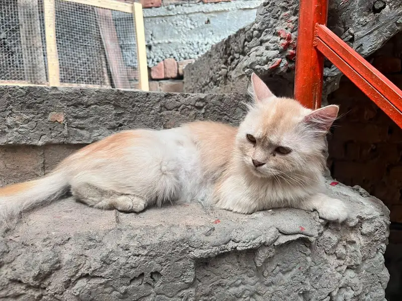 Persian Female Cat Triple Coated — photo 5