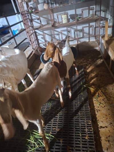 bakra for sail