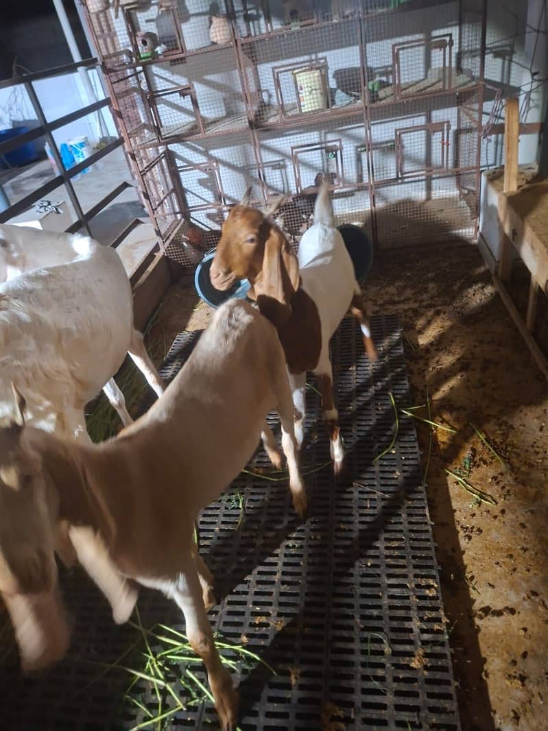 bakra for sail 0