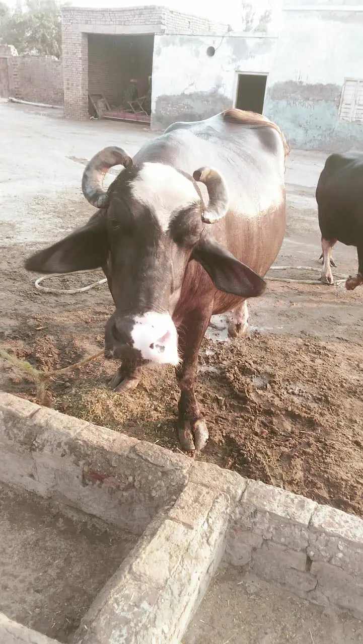 Ghar ki Manj hy