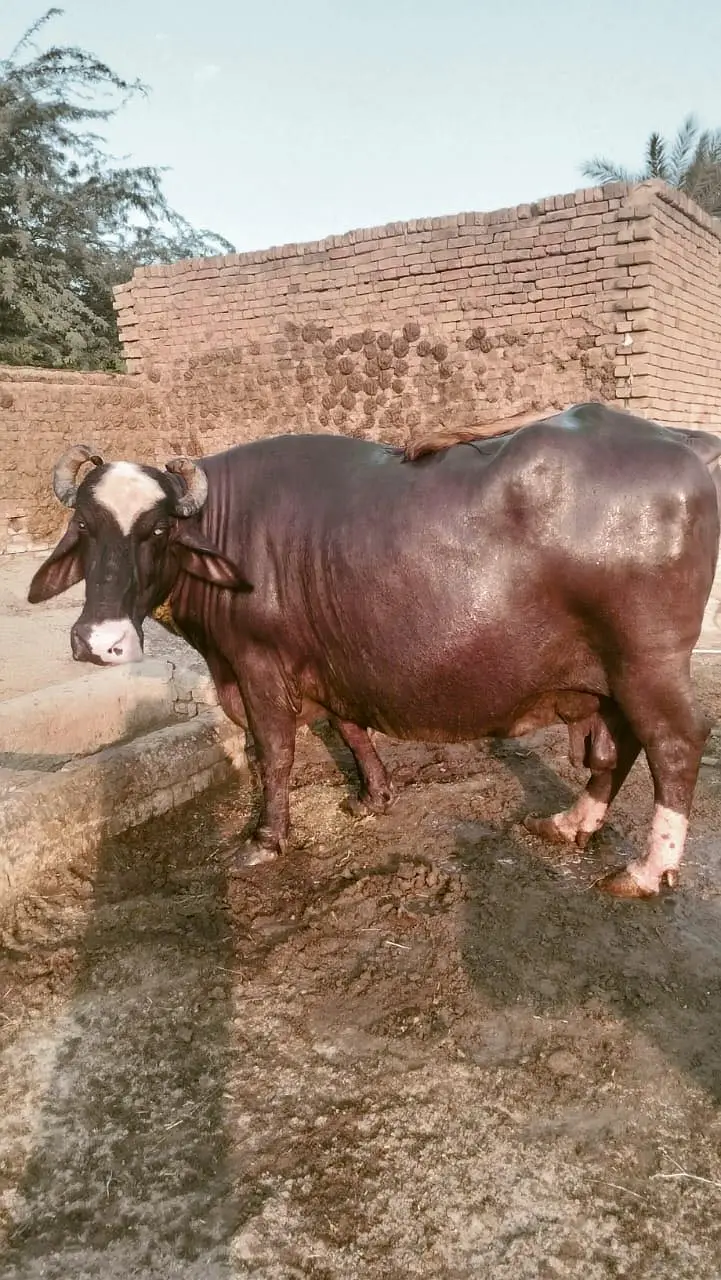 Ghar ki Manj hy — photo 2