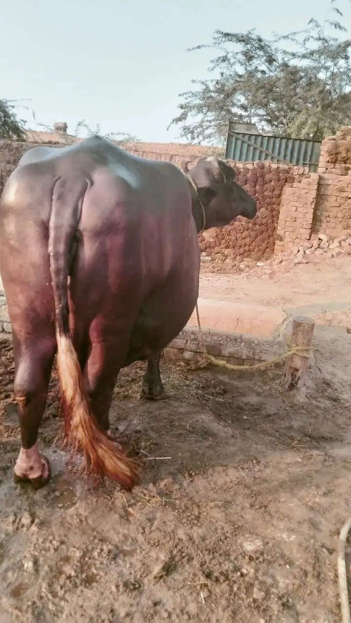 Ghar ki Manj hy — photo 3