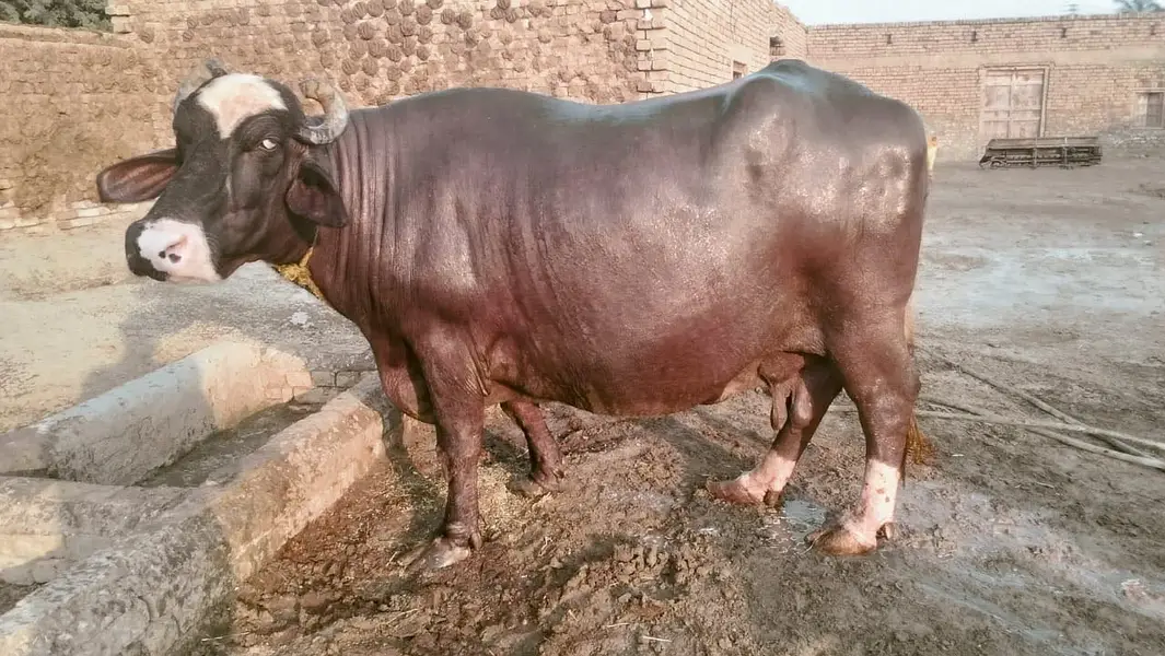Ghar ki Manj hy — photo 4