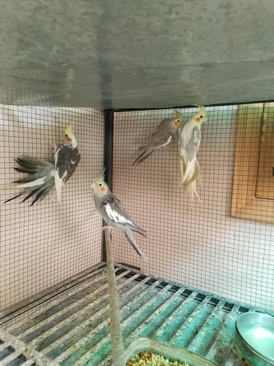 cocktail parrots for sale with reasonable price