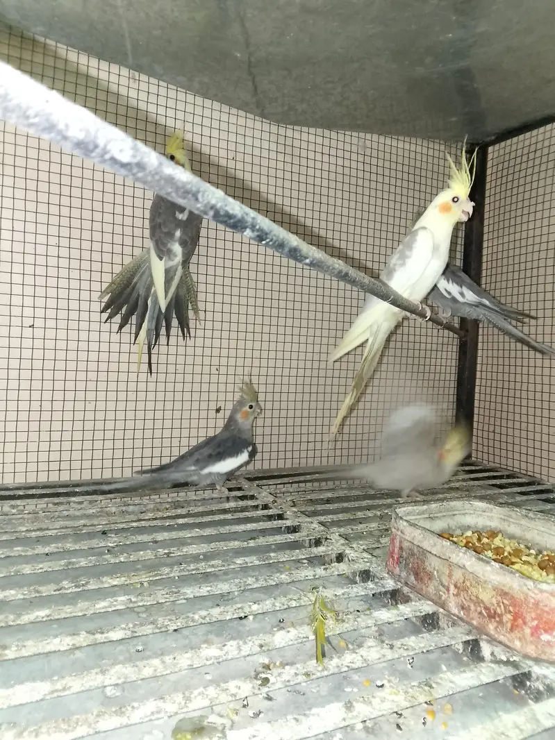 cocktail parrots for sale with reasonable price — photo 2