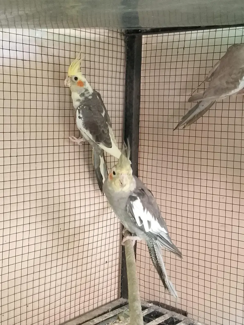 cocktail parrots for sale with reasonable price — photo 3