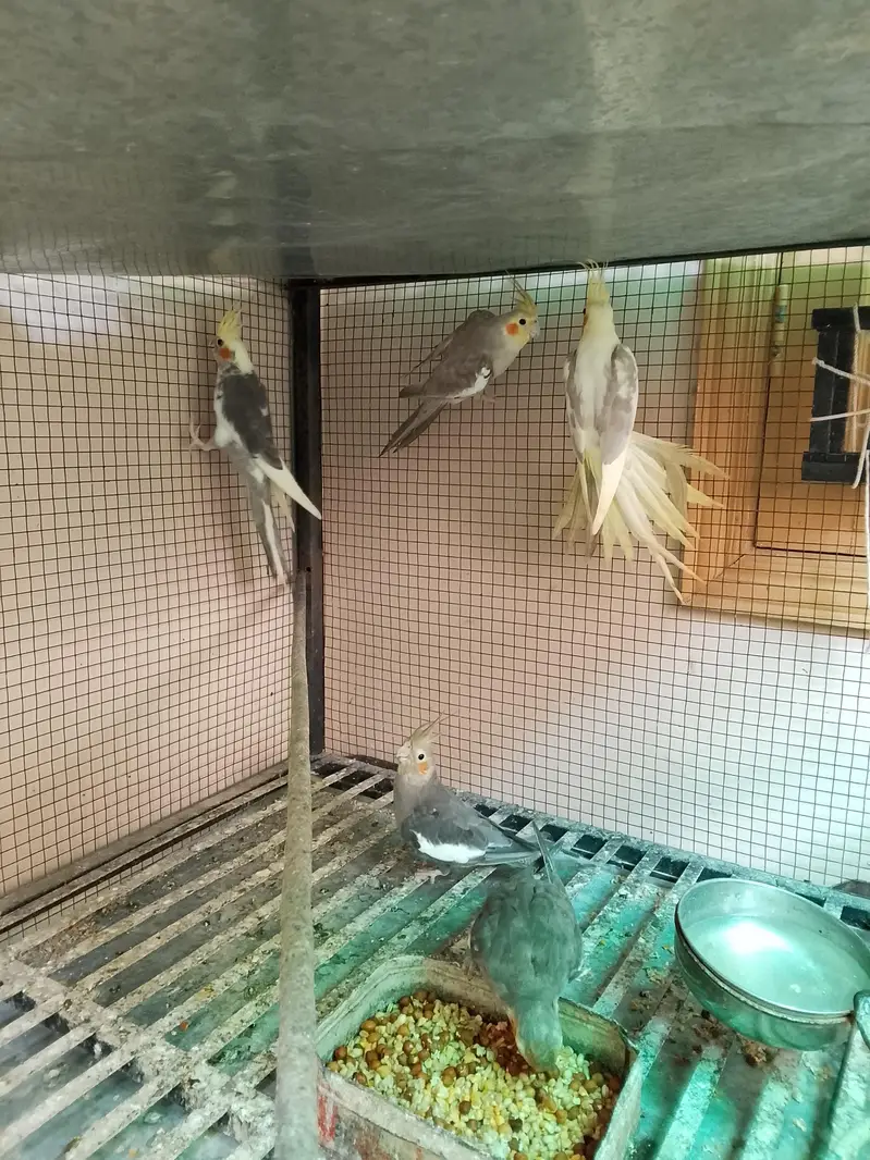 cocktail parrots for sale with reasonable price — photo 4