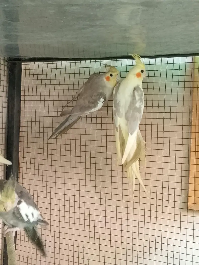 cocktail parrots for sale with reasonable price — photo 5