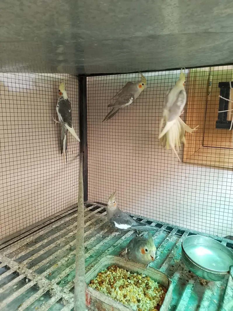 cocktail parrots for sale with reasonable price — photo 6