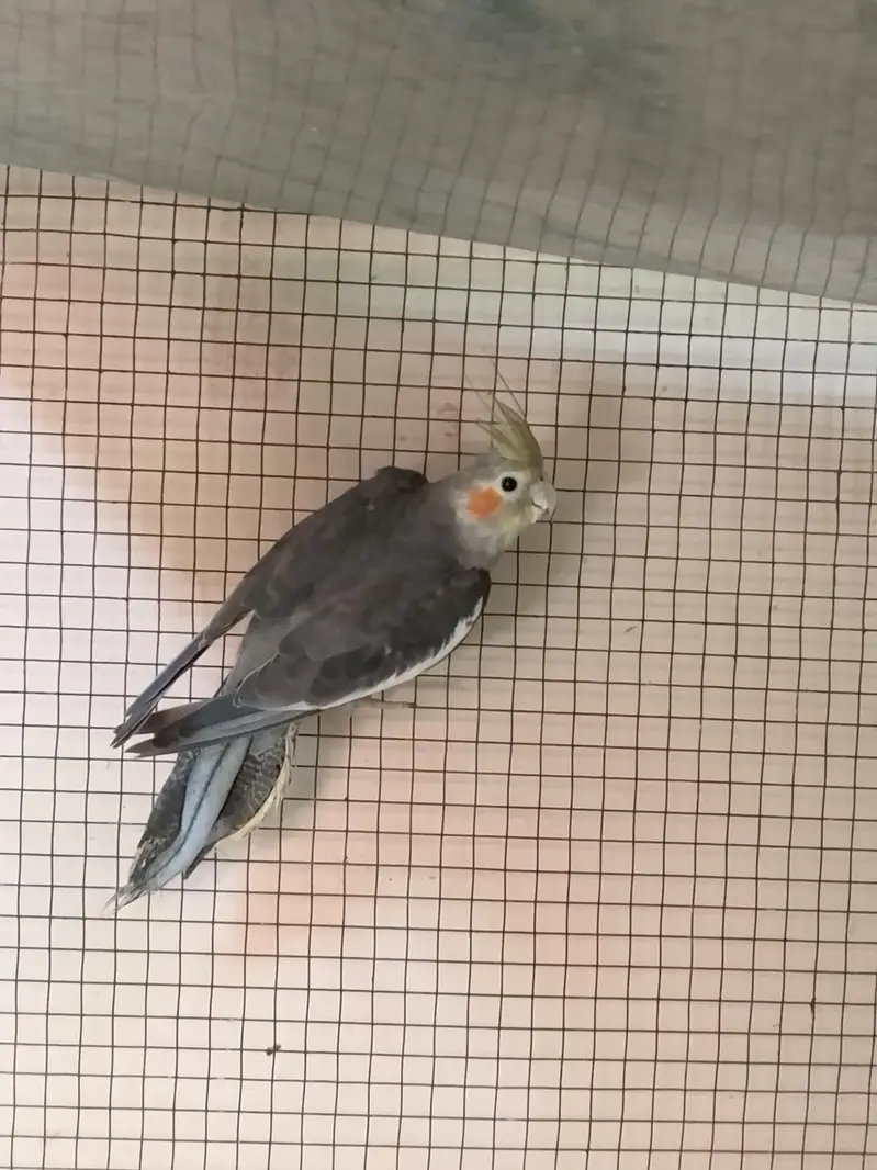 cocktail parrots for sale with reasonable price — photo 7