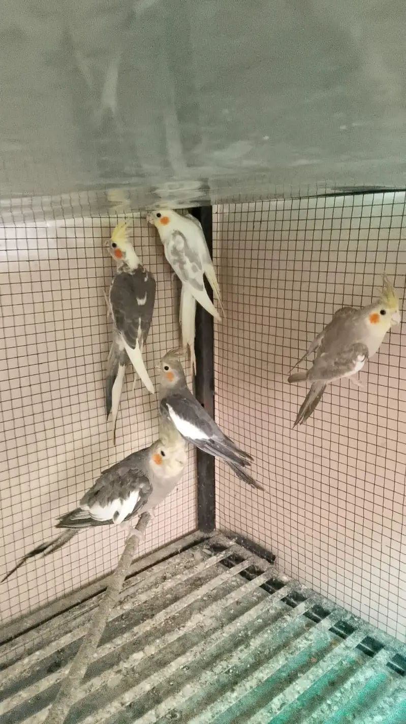 cocktail parrots for sale with reasonable price — photo 8