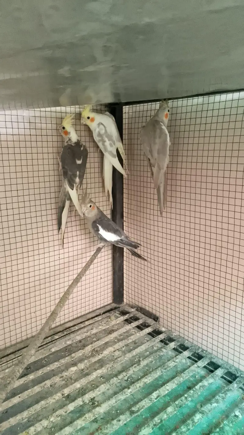 cocktail parrots for sale with reasonable price — photo 9