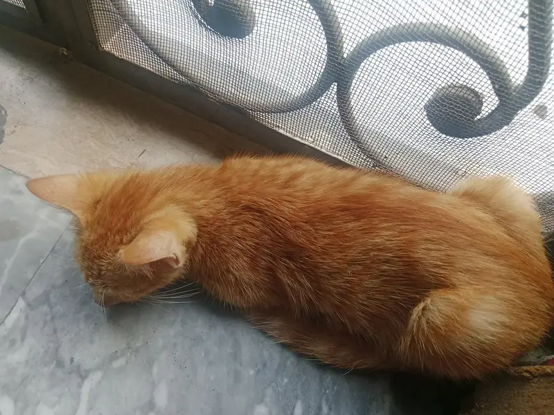 Fluffy  Cute persian — photo 2