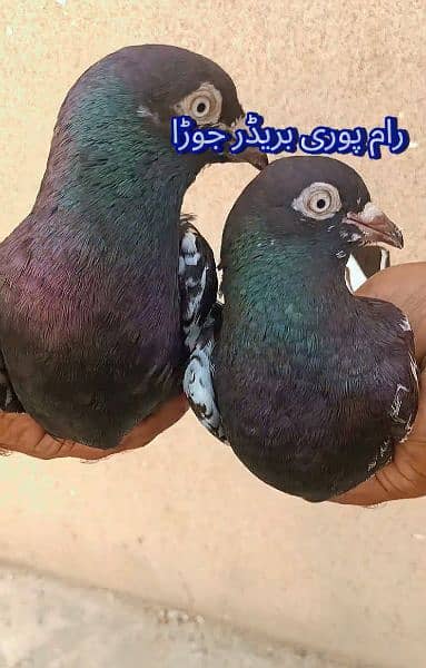 Rampuri kabootaro ka jora