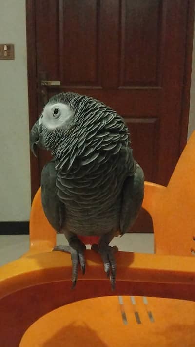 Hand tamed Grey Parrot for sale