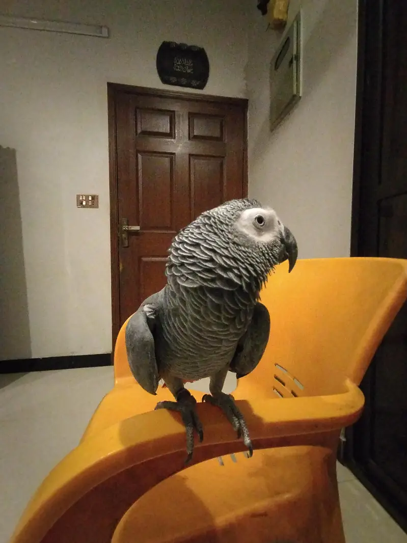 Hand tamed Grey Parrot for sale — photo 2