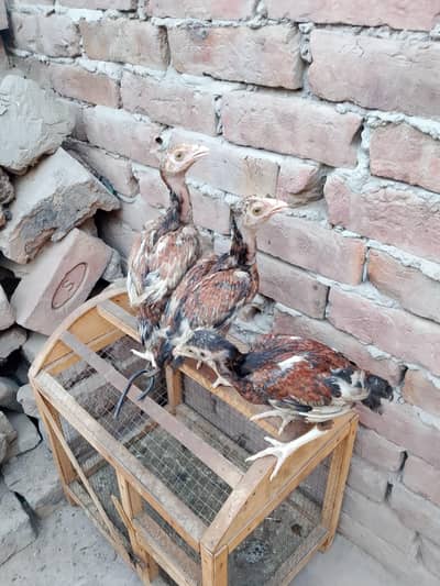 aseel mianwali breed 03178910741