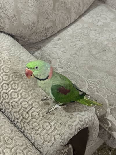 Raw talking parrot no bite full friendly and hand tamed