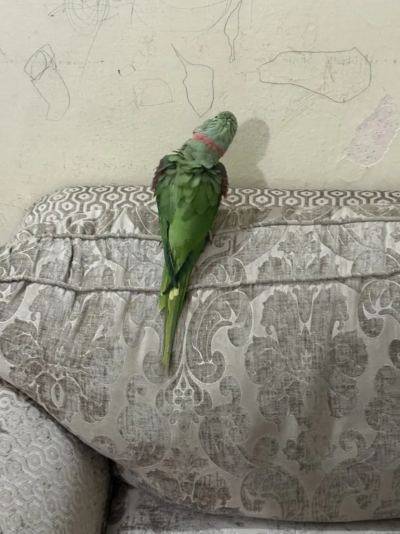 Raw talking parrot no bite full friendly and hand tamed — photo 2