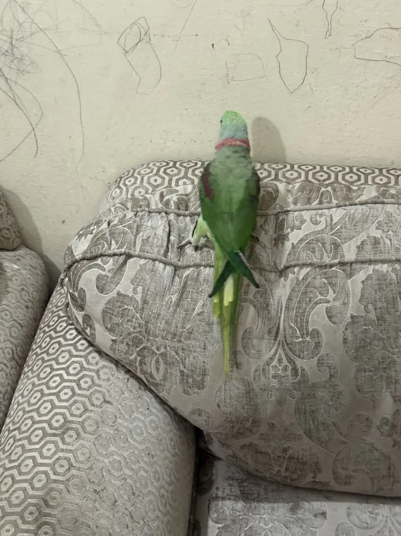 Raw talking parrot no bite full friendly and hand tamed — photo 3