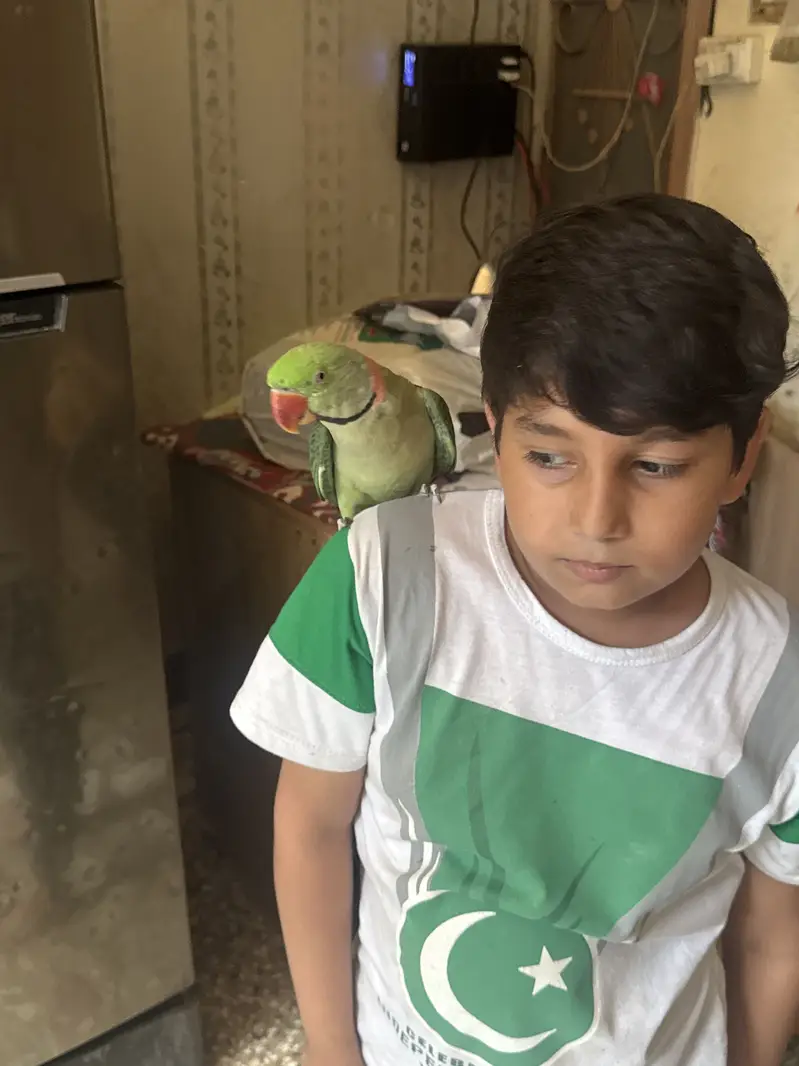 Raw talking parrot no bite full friendly and hand tamed — photo 4