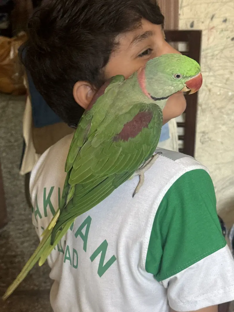Raw talking parrot no bite full friendly and hand tamed — photo 5