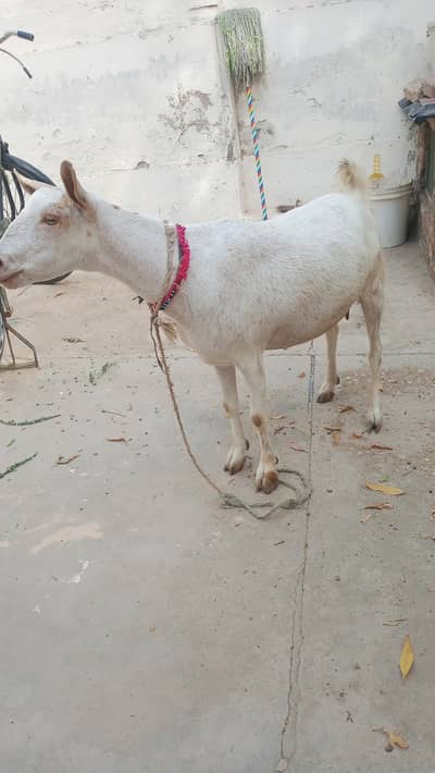 Tedi breed