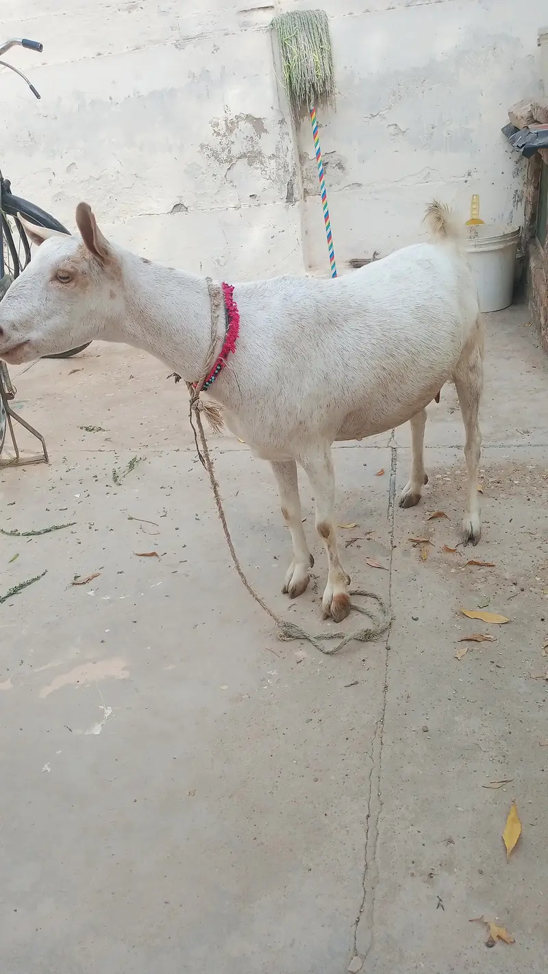 Tedi breed